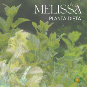 Mini planta dieta avec la Mélisse